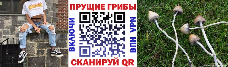 mega маркетплейс как найти Бузулук Псилоцибиновые грибы Psilocybe